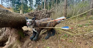 AAA | 3D Cup | BSV Bärenwaldleiten Mank