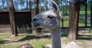 AAA 3D bei Vernetzungstreffen der JOC NÖ