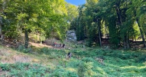 AAA 3D Cup Turnier 2025 in Luftenberg