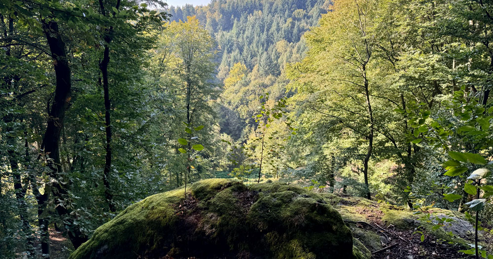 AAA 3D Cup Turnier 2025 in Luftenberg